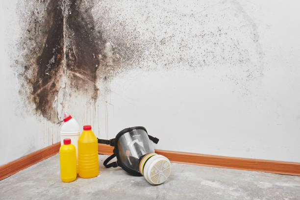 Best Home Mold Removal  in Absecon, NJ