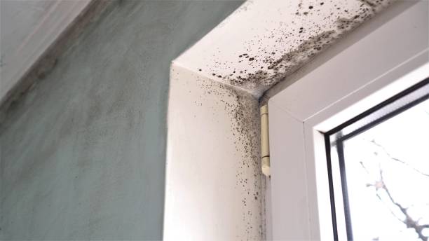 Best Mold Remediation Experts  in Absecon, NJ