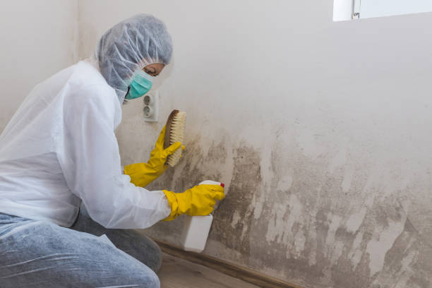 Best Professional Mold Removal  in Absecon, NJ