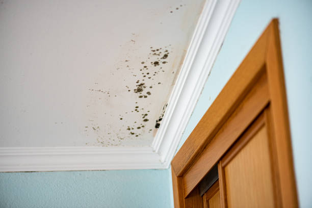 Best Home Mold Removal  in Absecon, NJ